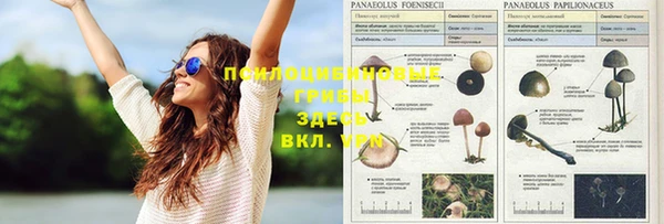 эйфоретик Кукмор